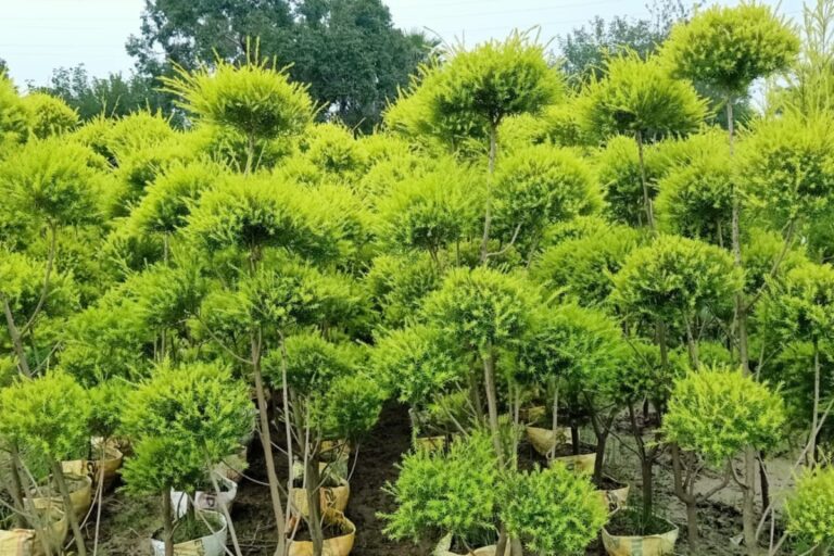 Plants Supplier