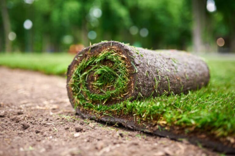 Natural Lawn Grass
