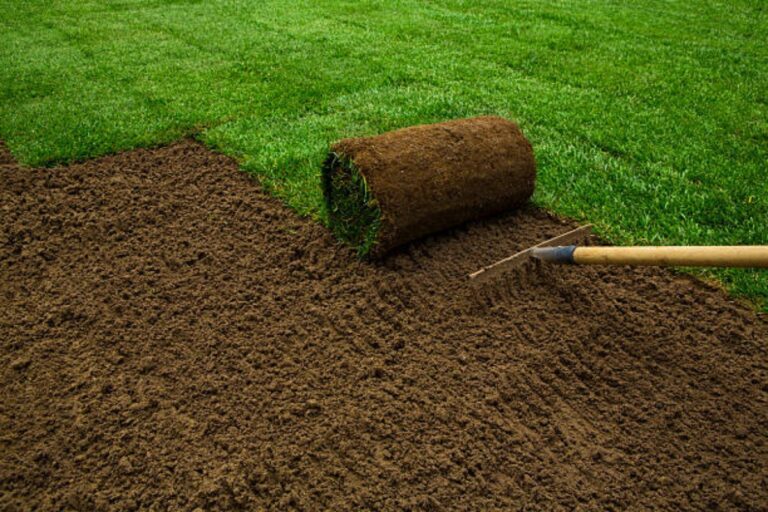 American grass