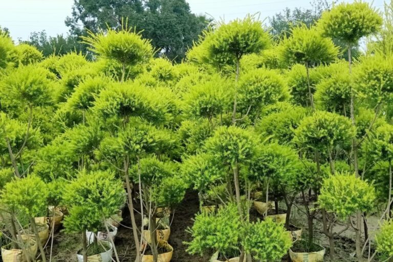 Hedge Plants