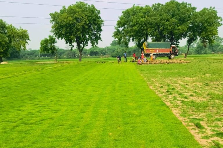Grass Farm rohini