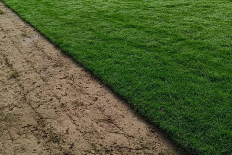 Bermuda Grass