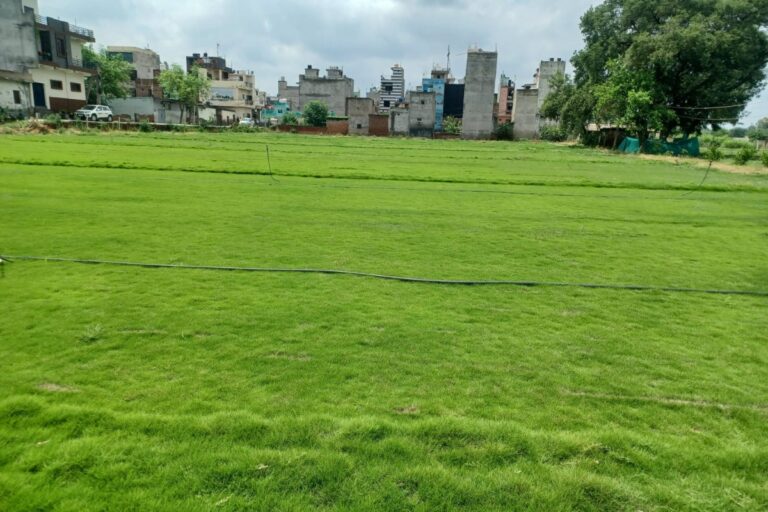 Lawn Development Services