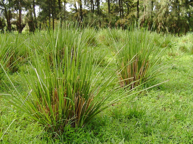 Vetiver grass