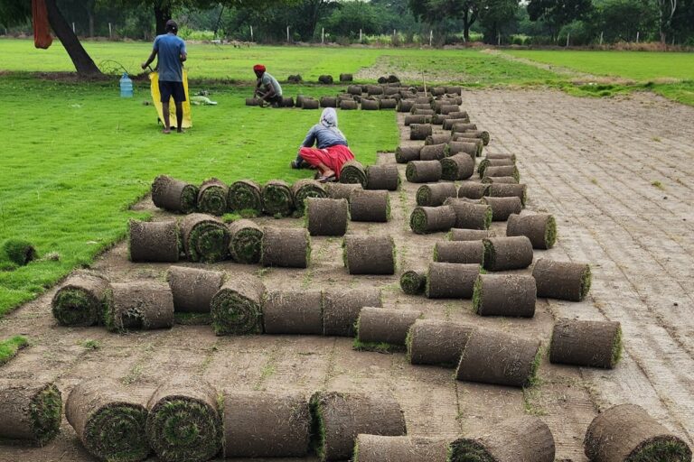 Natural Grass Roll