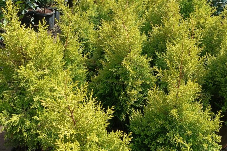 nursery plants