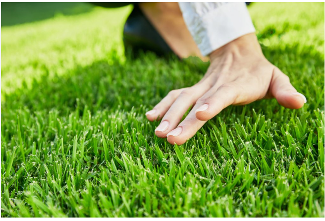 Lawn Maintenance Service