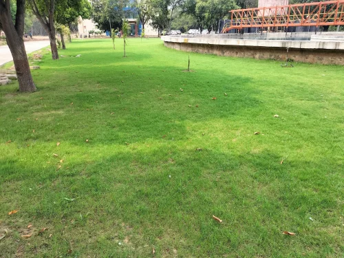 selection No 1 grass