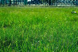 Natural Grass