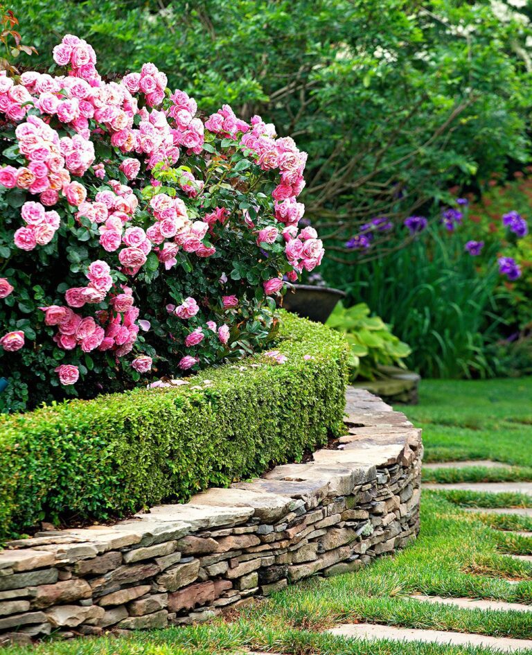 Hedge plants