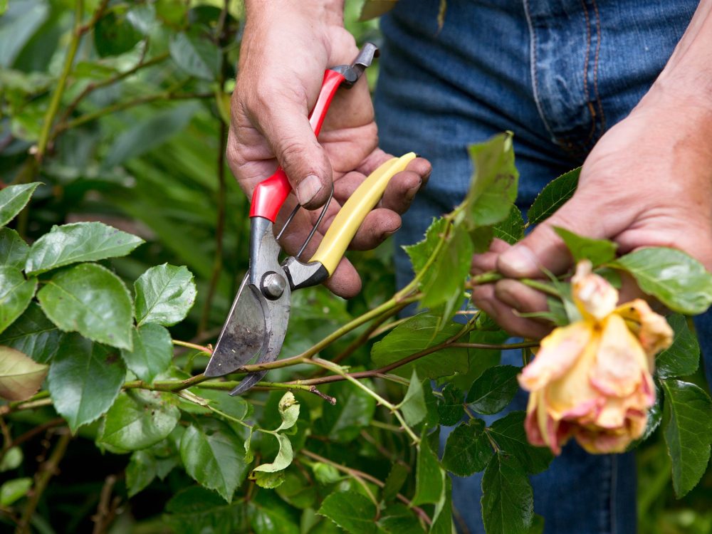 Alan Deadheading dead head deadhead Rosa roses with secateurs promote repeat flowering
030713 03072013 03/07/13 03/07/2013 3 3rd July 2013 Alan Titchmarsh Chawton House Photographer Sarah Cuttle Summer practical projects