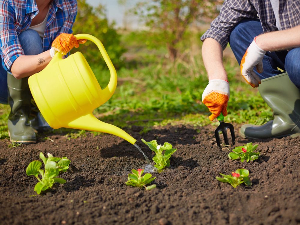 Image of couple of farmers seedling and watering sprouts in the garden