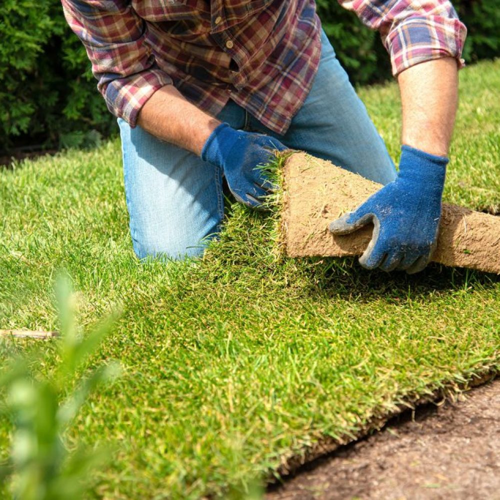 All-About-Bermuda-Grass-Sod-1024x683