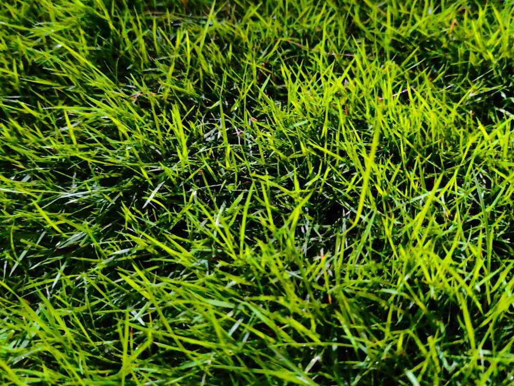 AmericanBermudaGrass