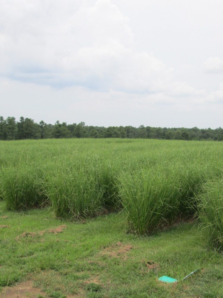GP-Vetiver-Field-004