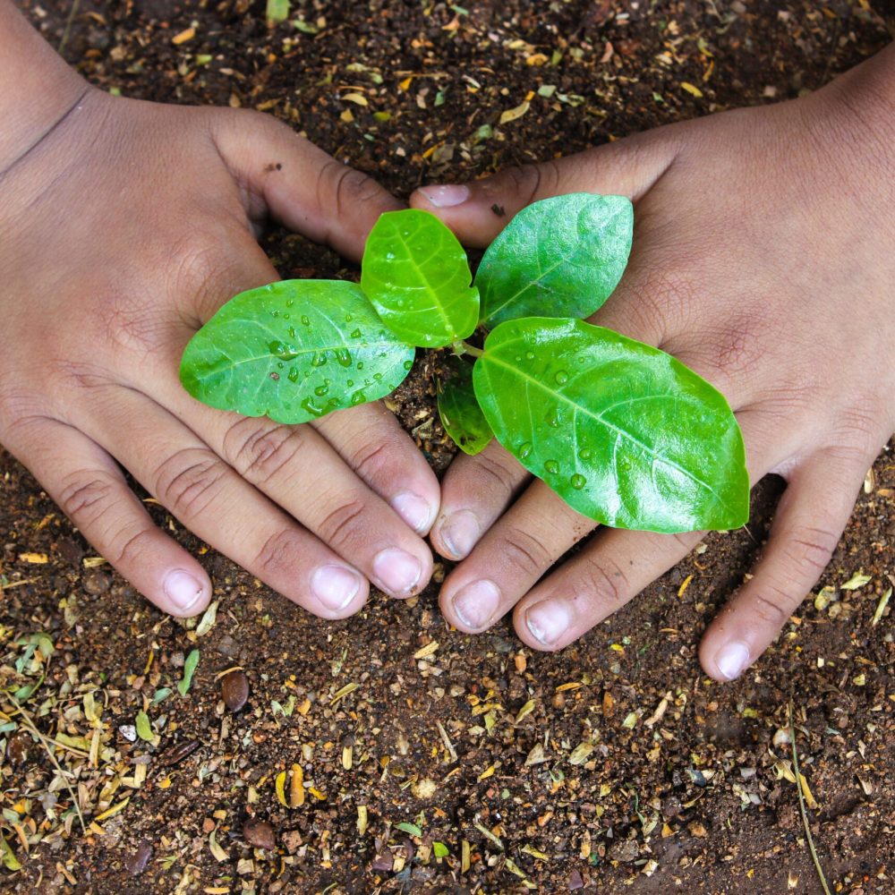 Plant_a_Sapling_for_Better_Future