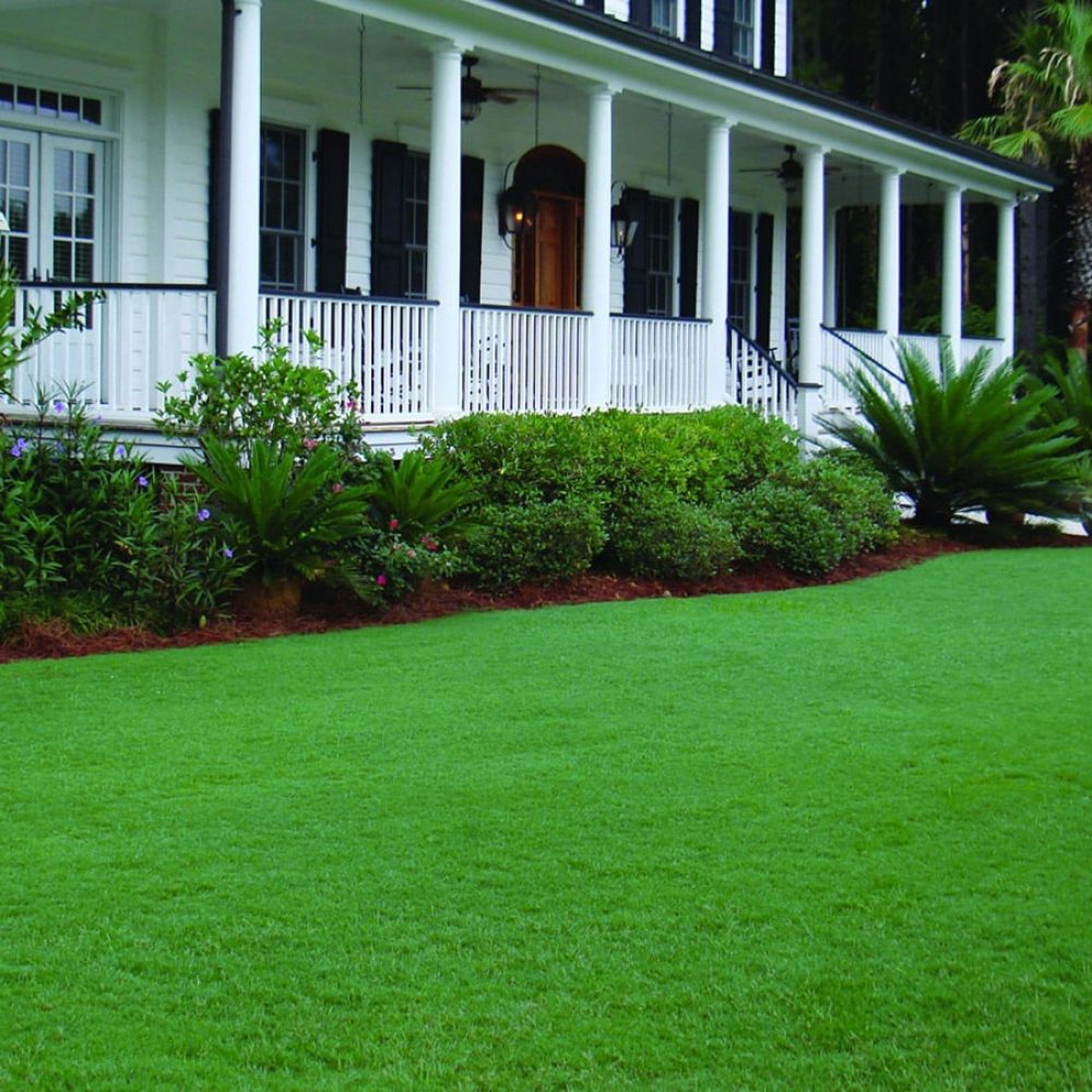 celebration-bermuda-newly-sodded-grass-lawn