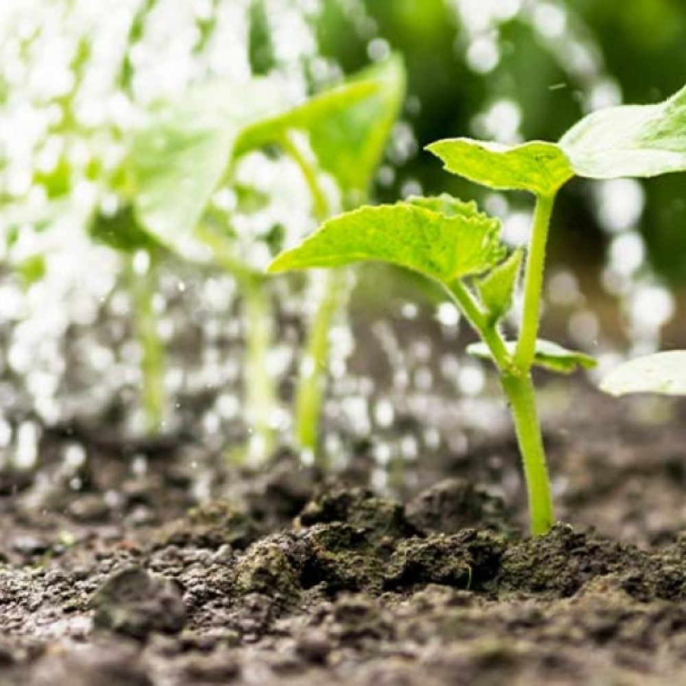 cil-lawn-garden-guide-to-feeding-your-vegetable-garden