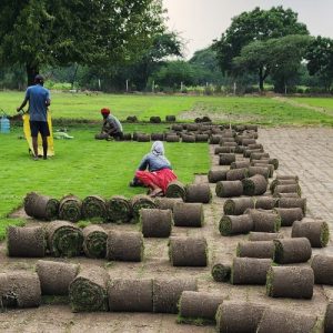mexican grass balaji nursery Mexican Grass