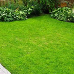 natural-lawn-grass Natural Grass