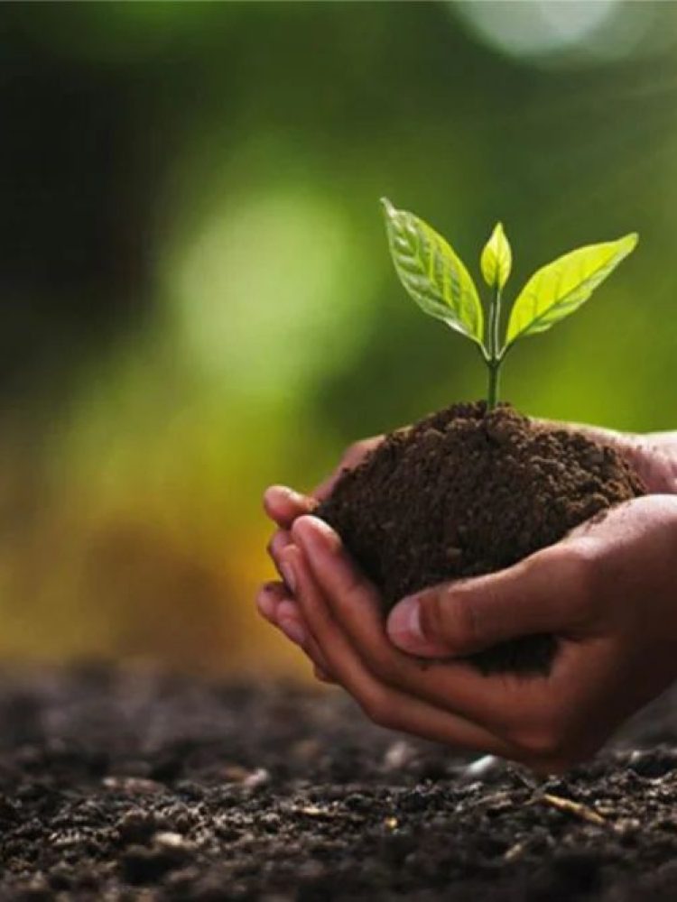 organic-manure-1000x1000