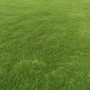 Selection No 1 Grass Balaji Nursery Selection No 1