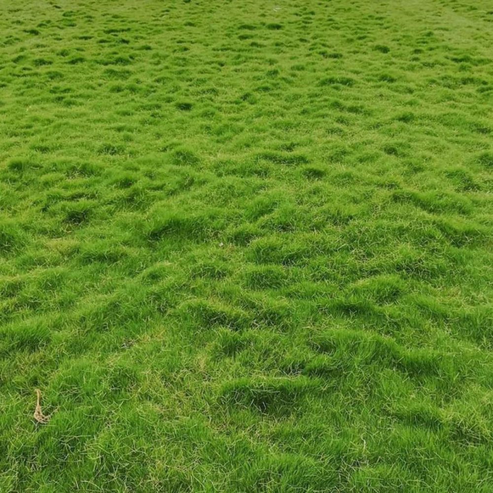 selection-grass-3-1200x1200
