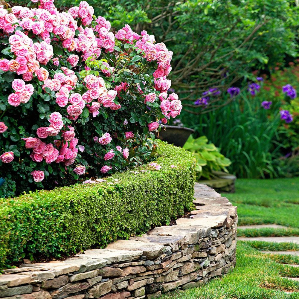 Hedge plants