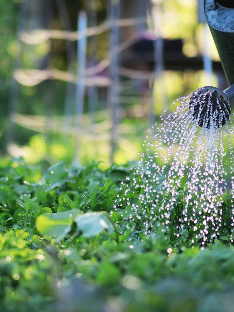 sustainable_watering_vegetable_garden